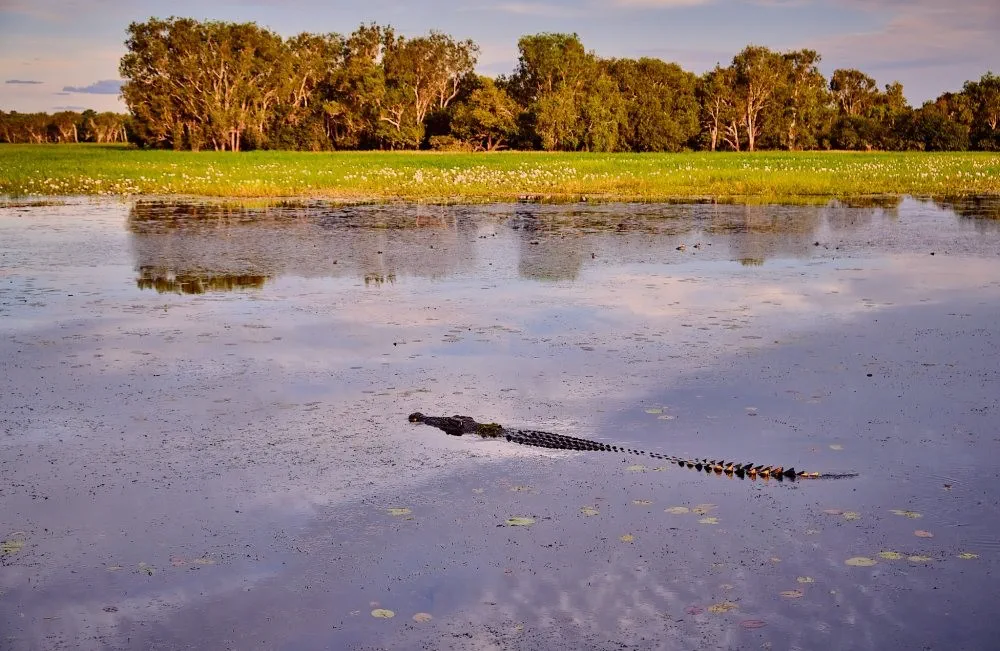 27: Yellow Water Billabong — amazing