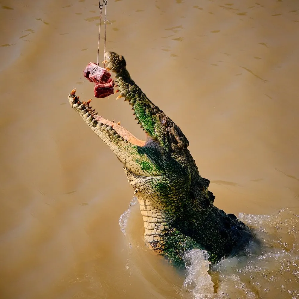 image_1742030798_179845178.webp