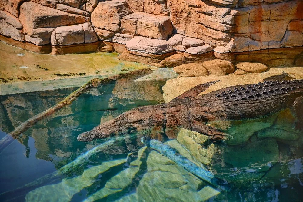 image_1742030798_299516869.webp