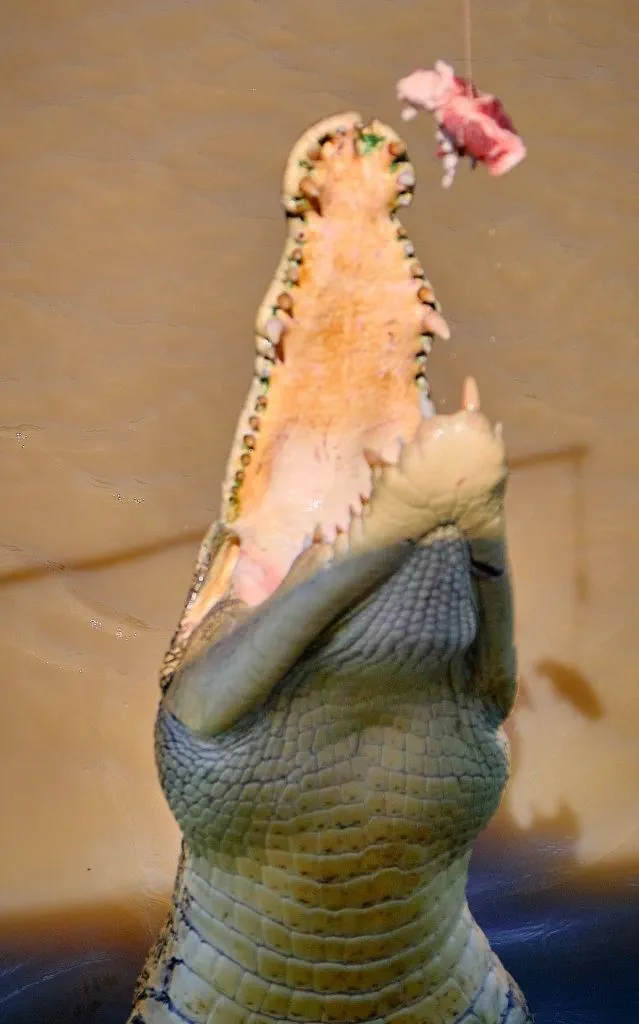 image_1742030798_594001047.webp