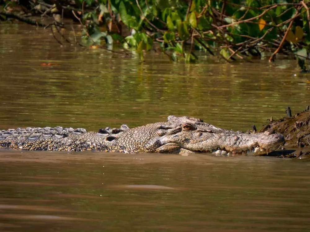 image_1742030799_1265778140.webp