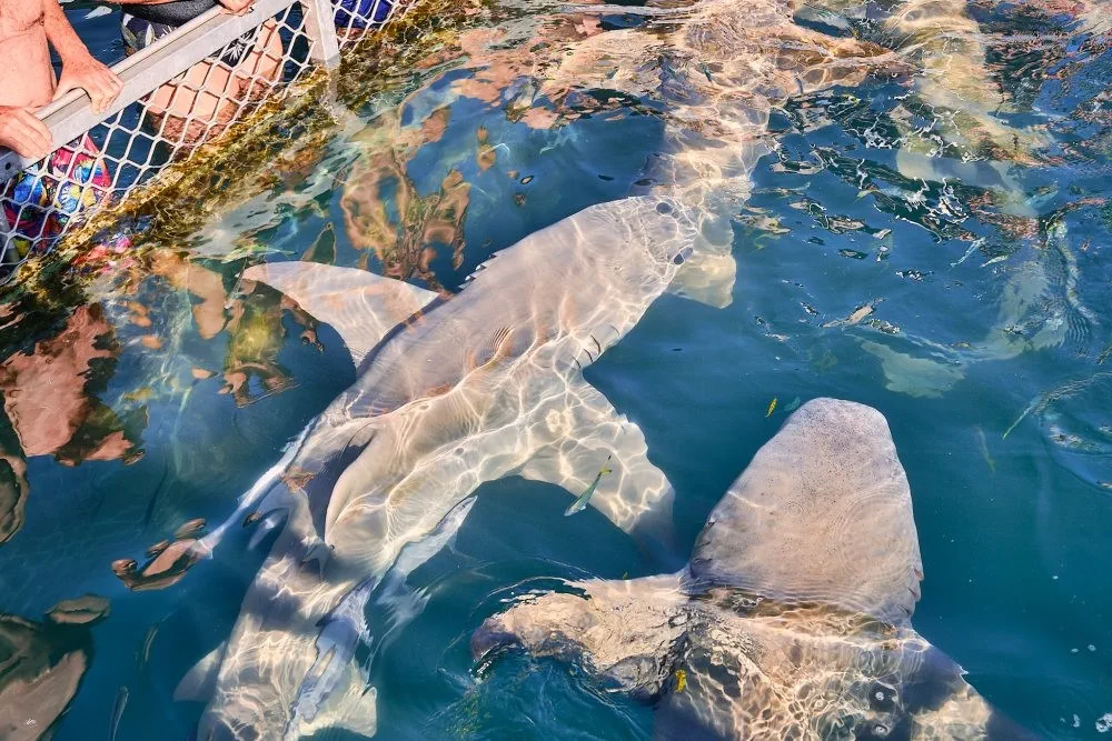 image_1742030803_181917958.webp