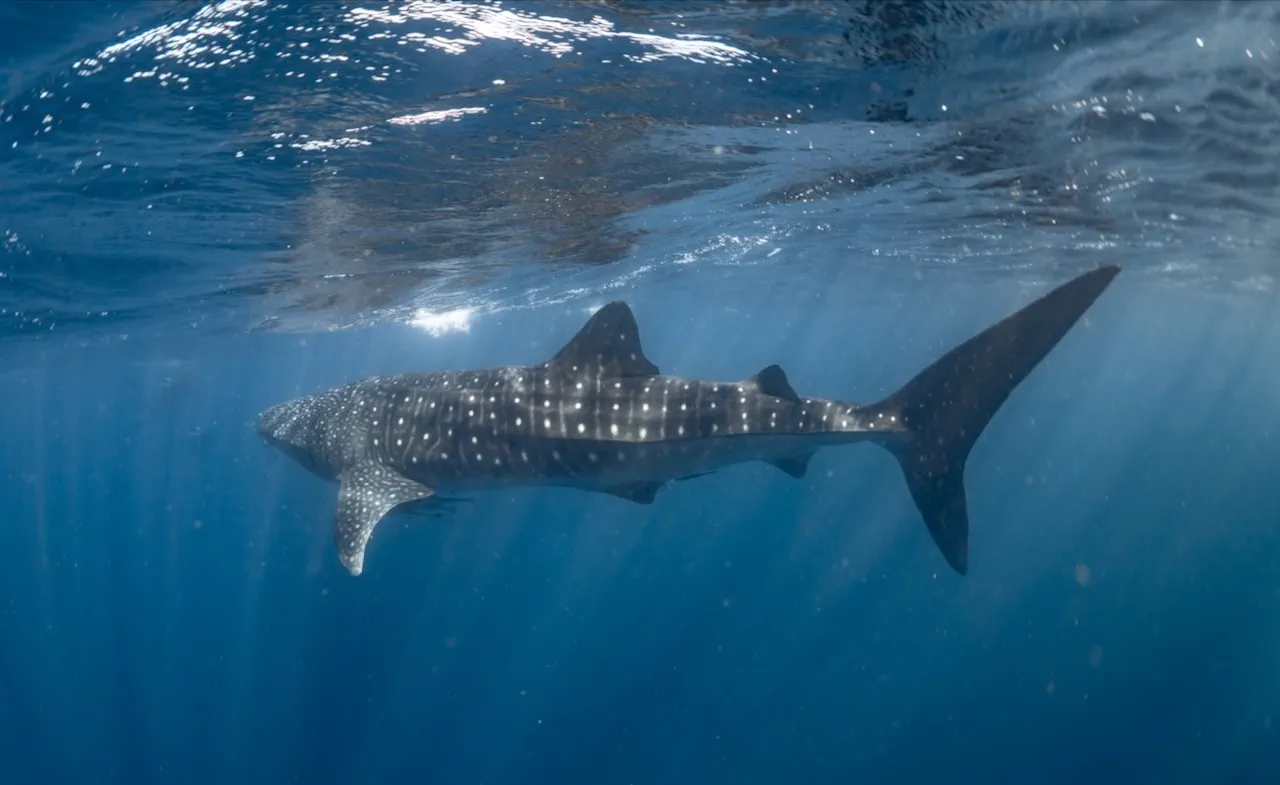 image_1742030805_1827231401.webp