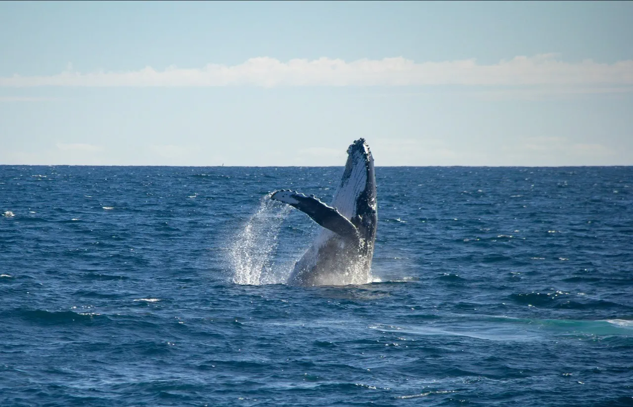 image_1742030805_1895119422.webp