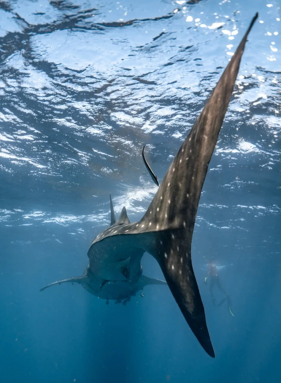 image_1742030805_369251915.webp