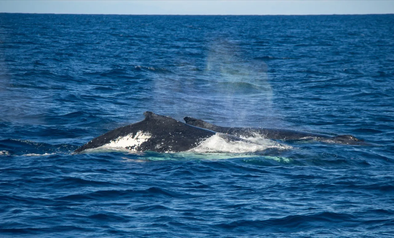 image_1742030805_486641651.webp