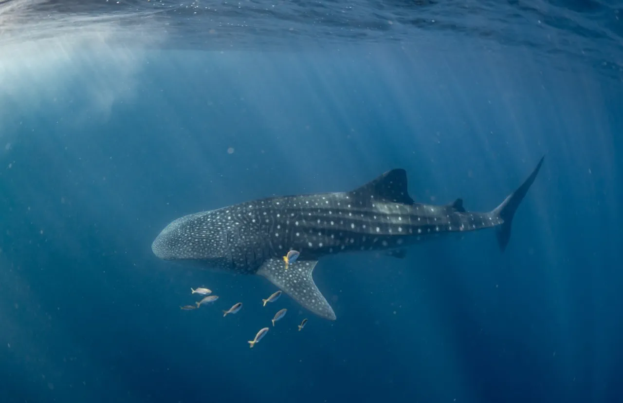 image_1742030805_832737439.webp