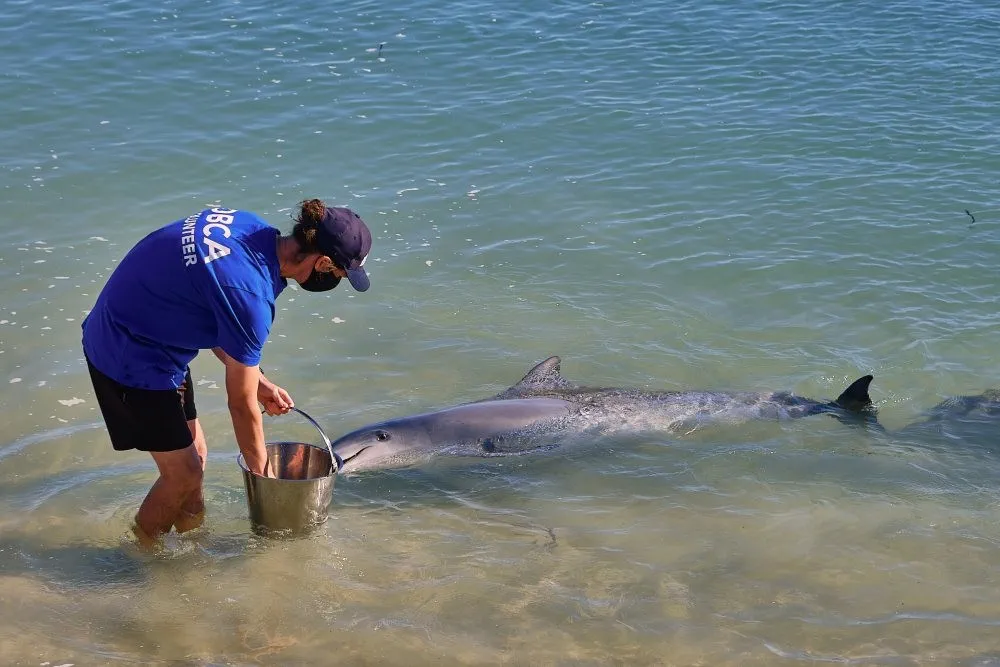 image_1742030807_1146236289.webp