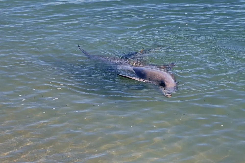 image_1742030807_1852804831.webp
