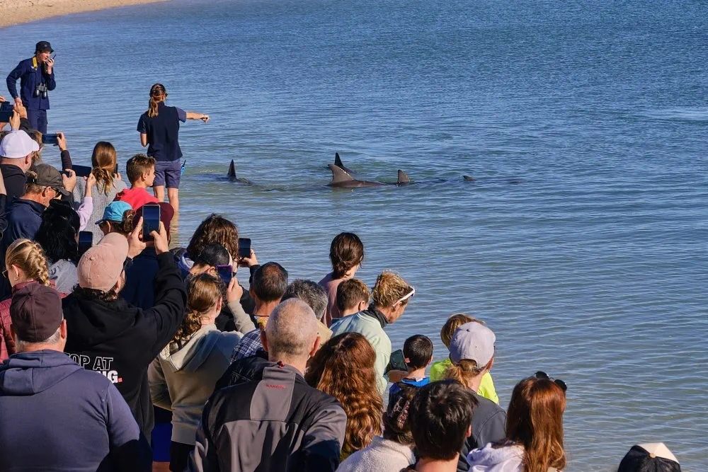 image_1742030807_1882062711.webp