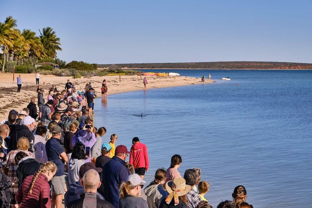 image_1742030807_347217867.webp