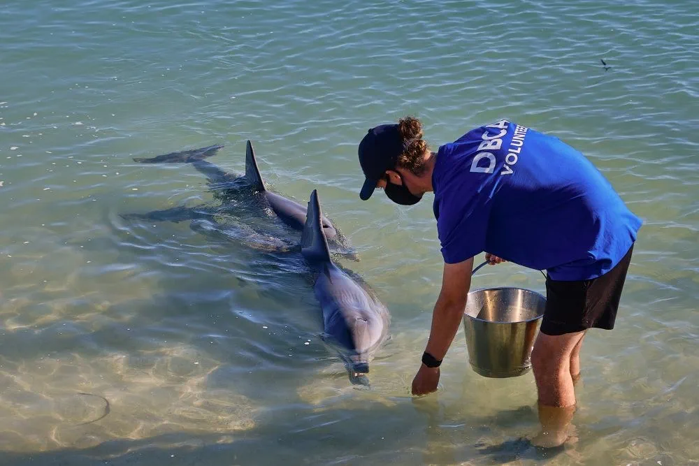 image_1742030807_587745403.webp