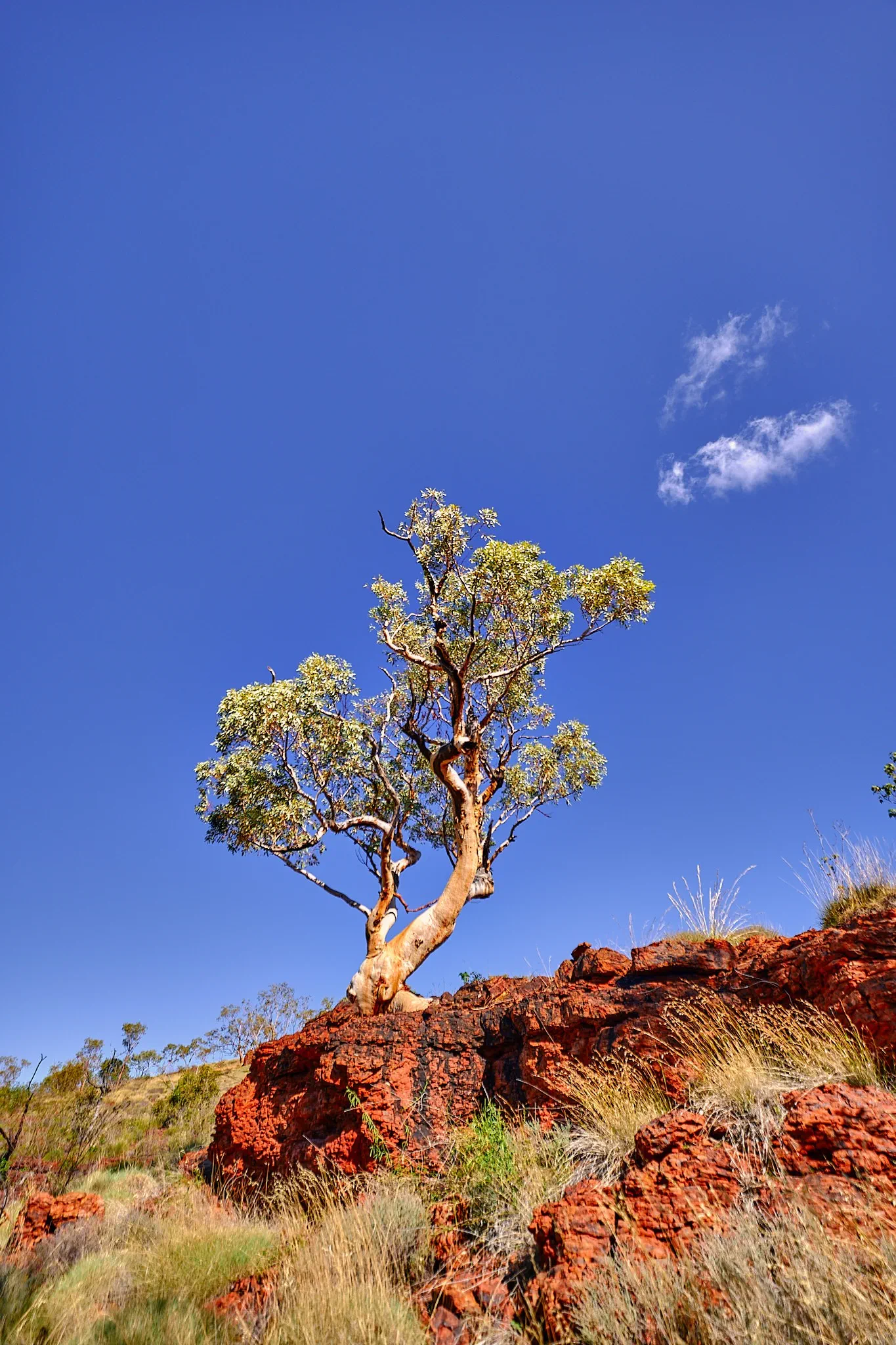 image_1742030812_1640288643.webp