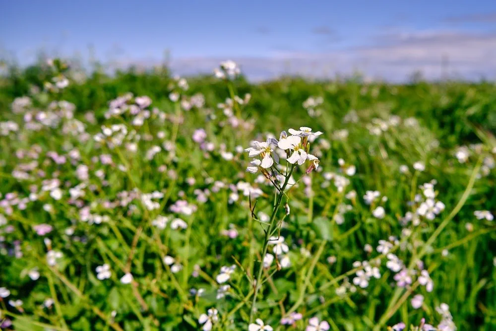 image_1742030816_1257095457.webp