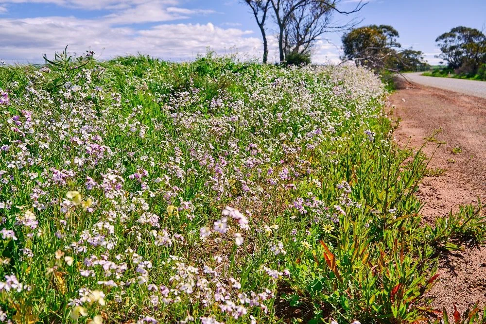 image_1742030816_134621101.webp