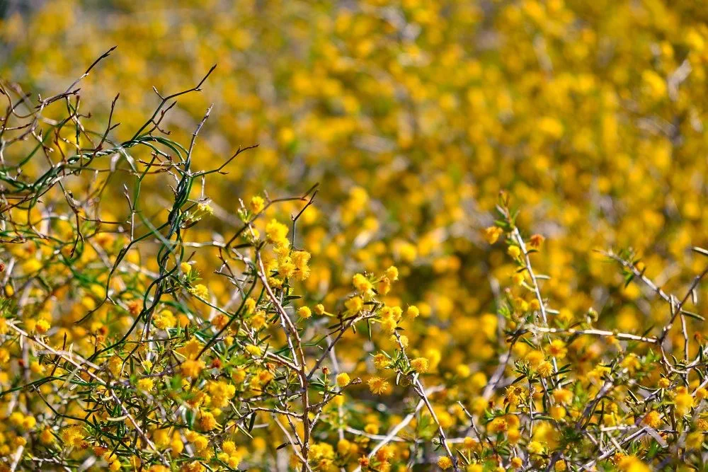 image_1742030816_361135692.webp