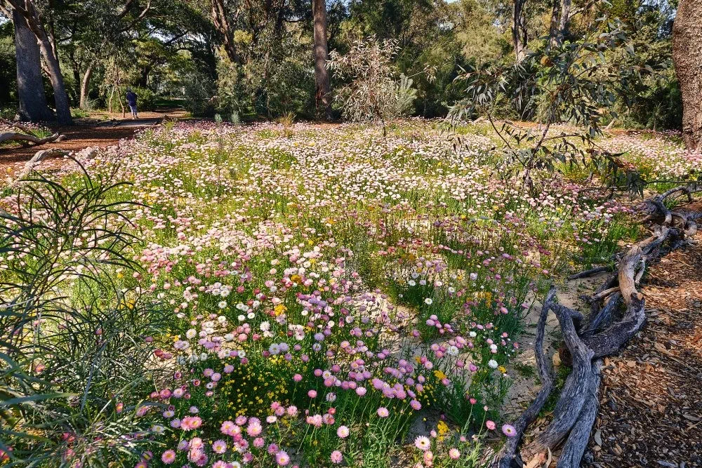 image_1742030831_1532305525.webp