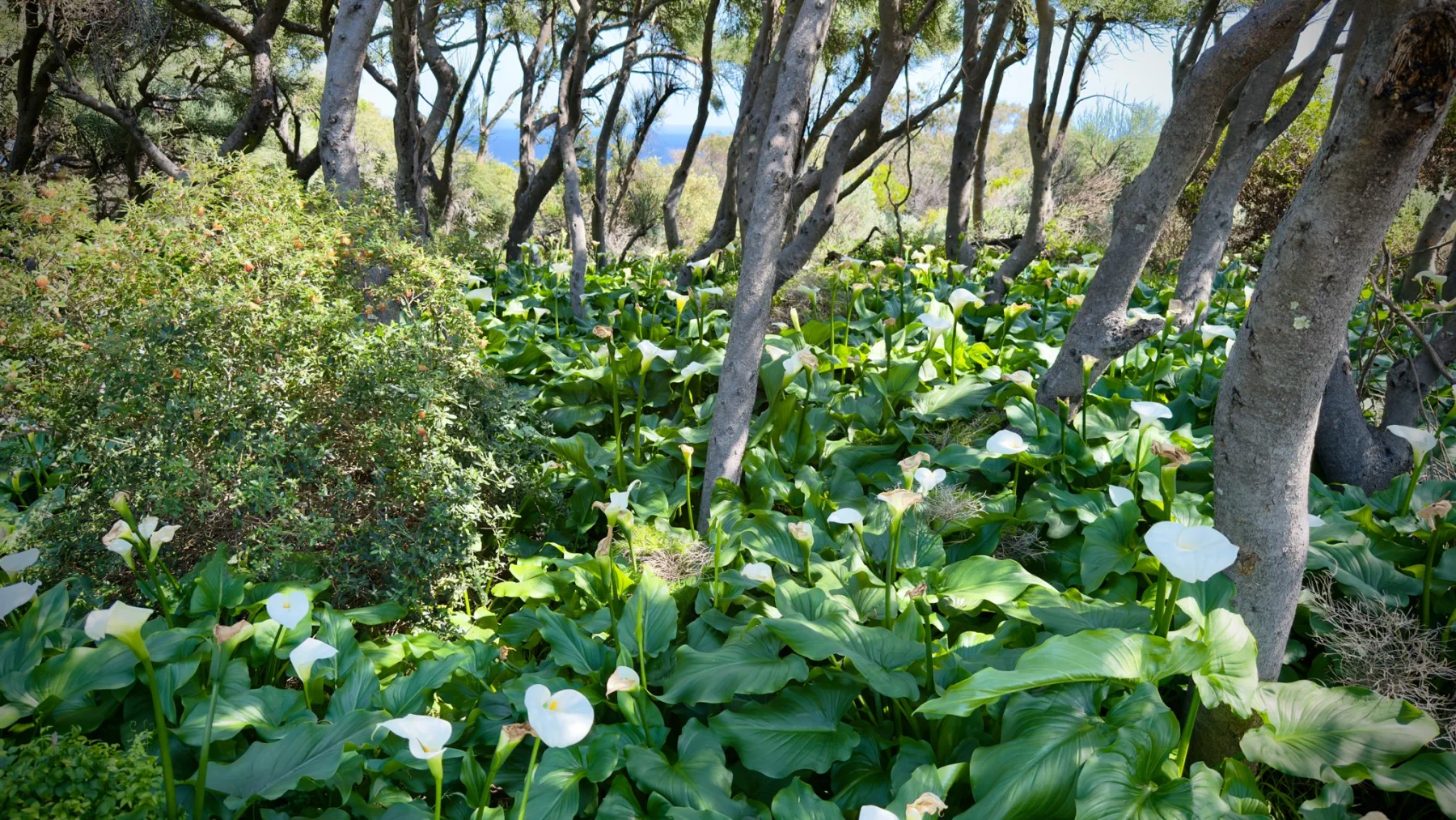 image_1742030835_2051721949.webp