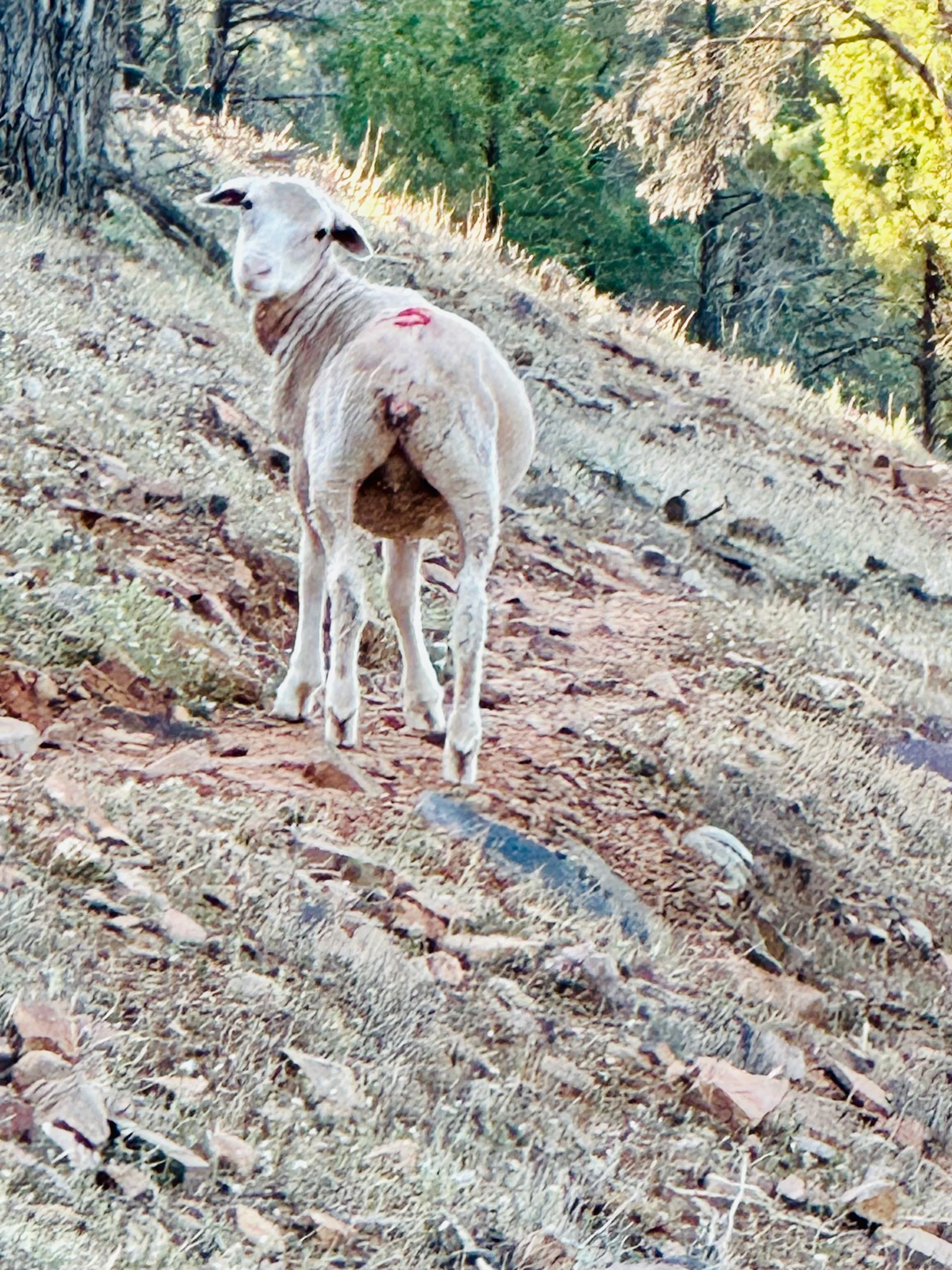 image_1742030851_2110745782.webp