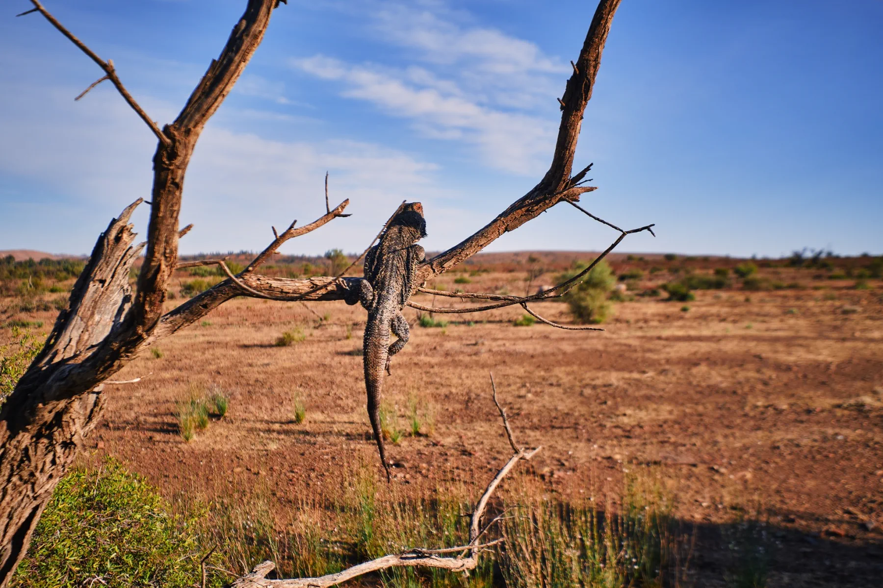 image_1742030856_121570962.webp